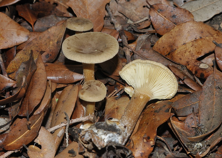 Clitocybe squamulosa ?